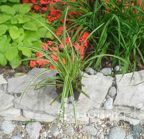 Turzyca Morrowa 'Variegata' | Carex morrowi