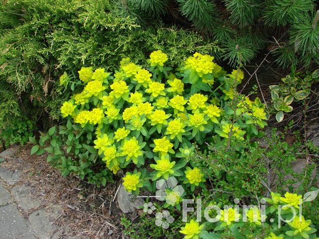 Wilczomlecz pstry / złocisty | Euphorbia polychroma