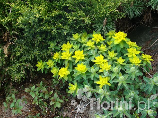 Wilczomlecz pstry / złocisty | Euphorbia polychroma