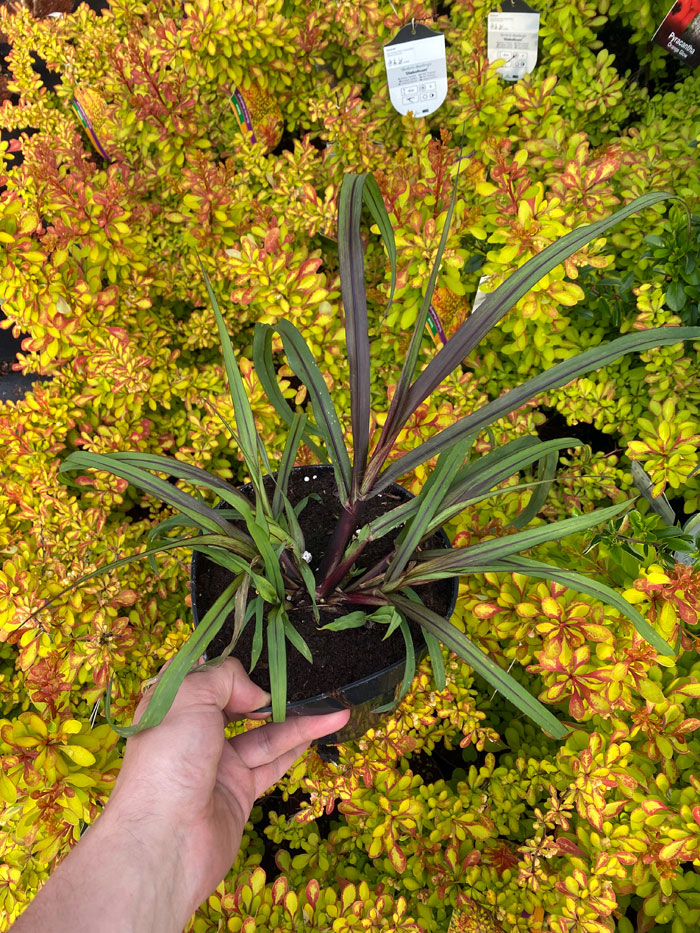 Rozplenica Słoniowa 'Vertigo' | Pennisetum purpureum