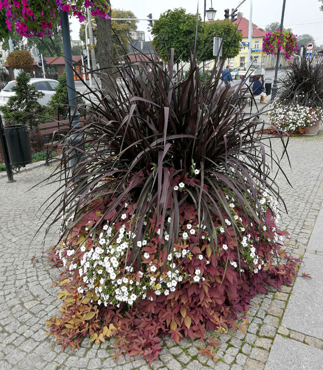 Rozplenica Słoniowa 'Vertigo' | Pennisetum purpureum