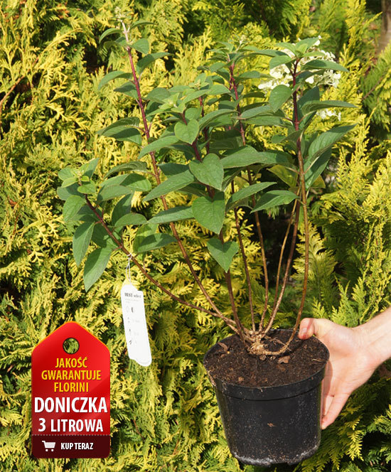 Hortensja bukietowa 'Bobo' |Hydrangea paniculata
